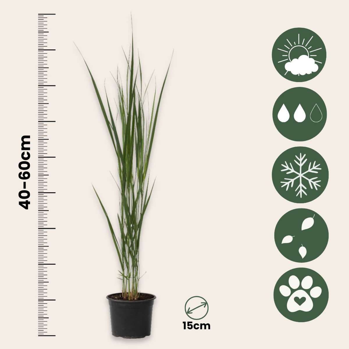 Switch grass - Panicum virgatum 'Northwind' - Height 40-60cm - ⌀23cm