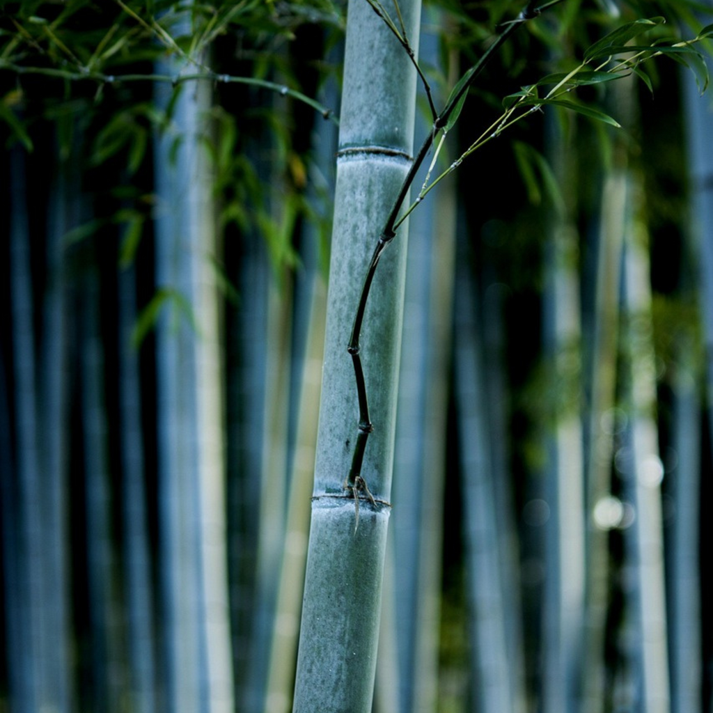 Blue Stem Bamboo - 3 pcs. - Fargesia papyrifera 'Blue Dragon' - H30-40cm - ⌀13cm
