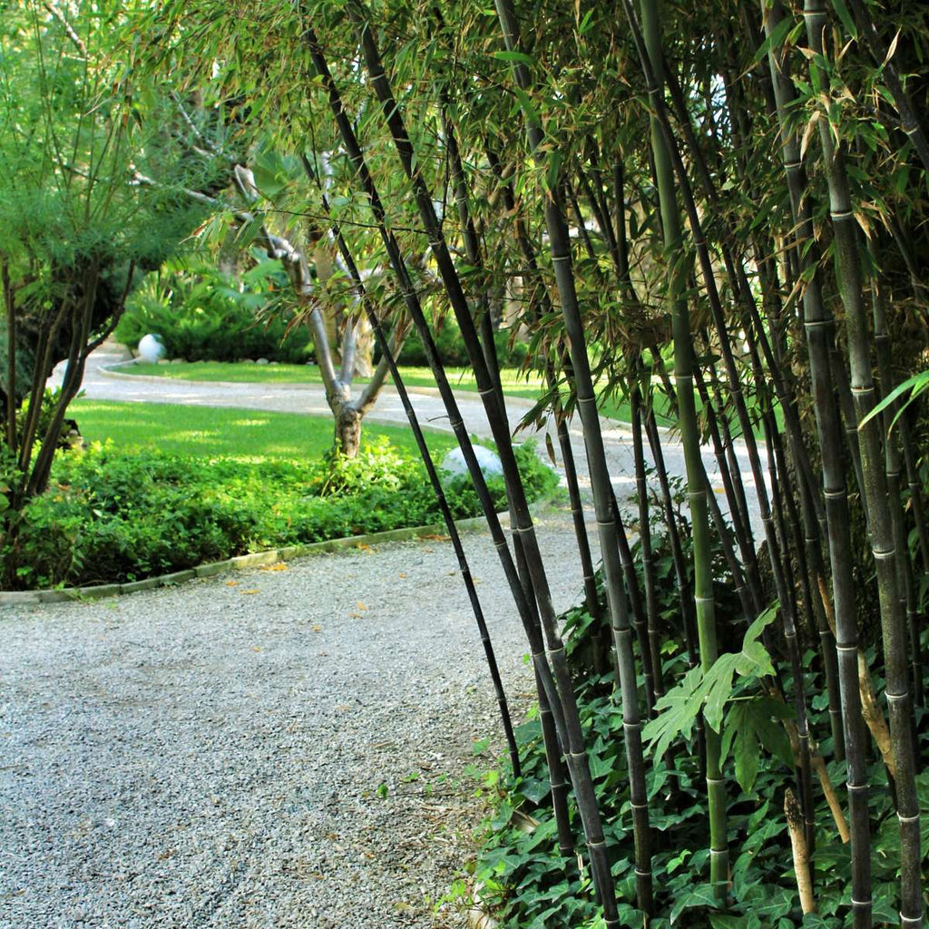 Bamboo - 3 pcs - Fargesia nitida 'Black Dragon' - Height 25-40cm - ⌀14cm