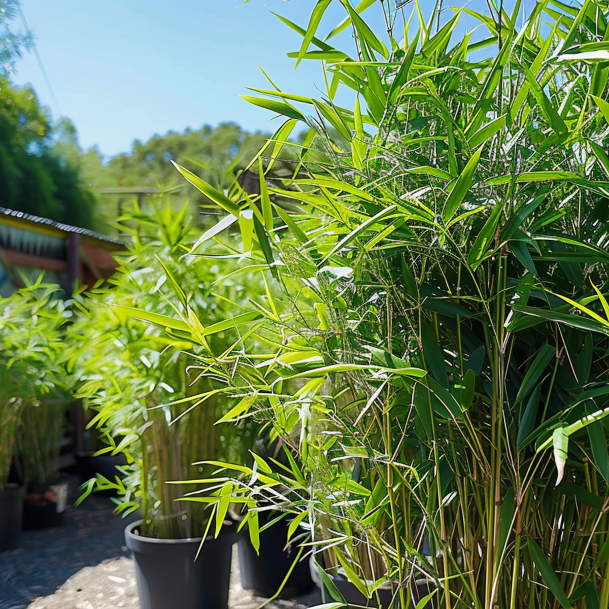 Bamboo - 3 pcs - Fargesia nitida 'Black Dragon' - Height 25-40cm - ⌀14cm