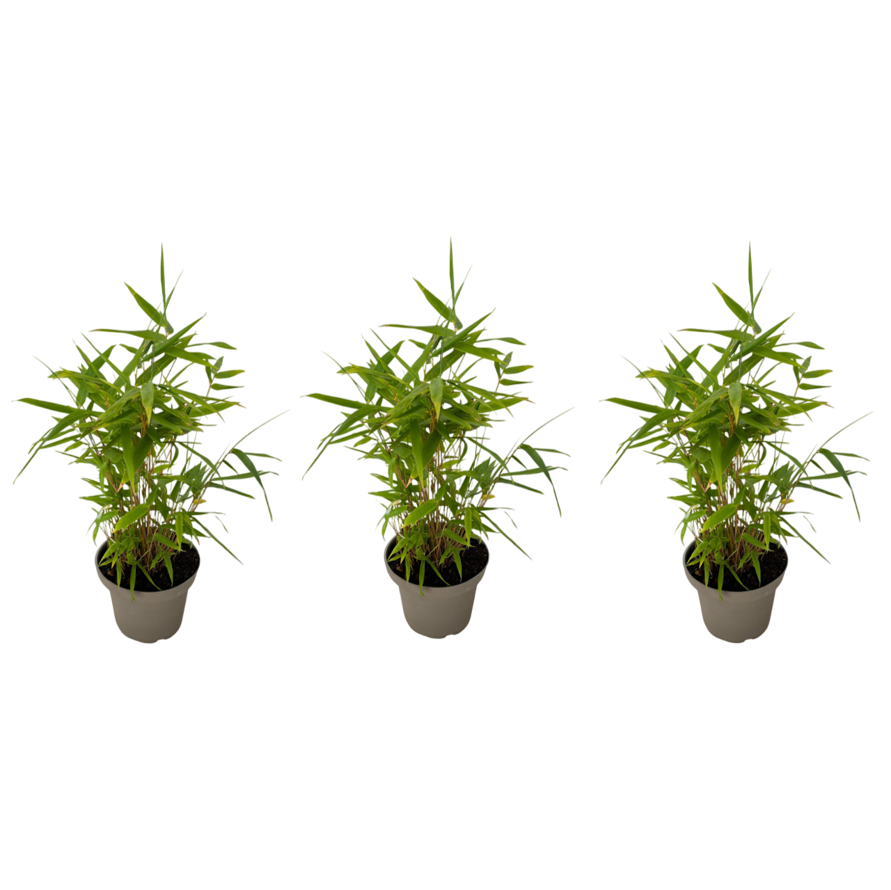 Bamboo - 3 pcs - Fargesia nitida 'Black Dragon' - Height 25-40cm - ⌀14cm
