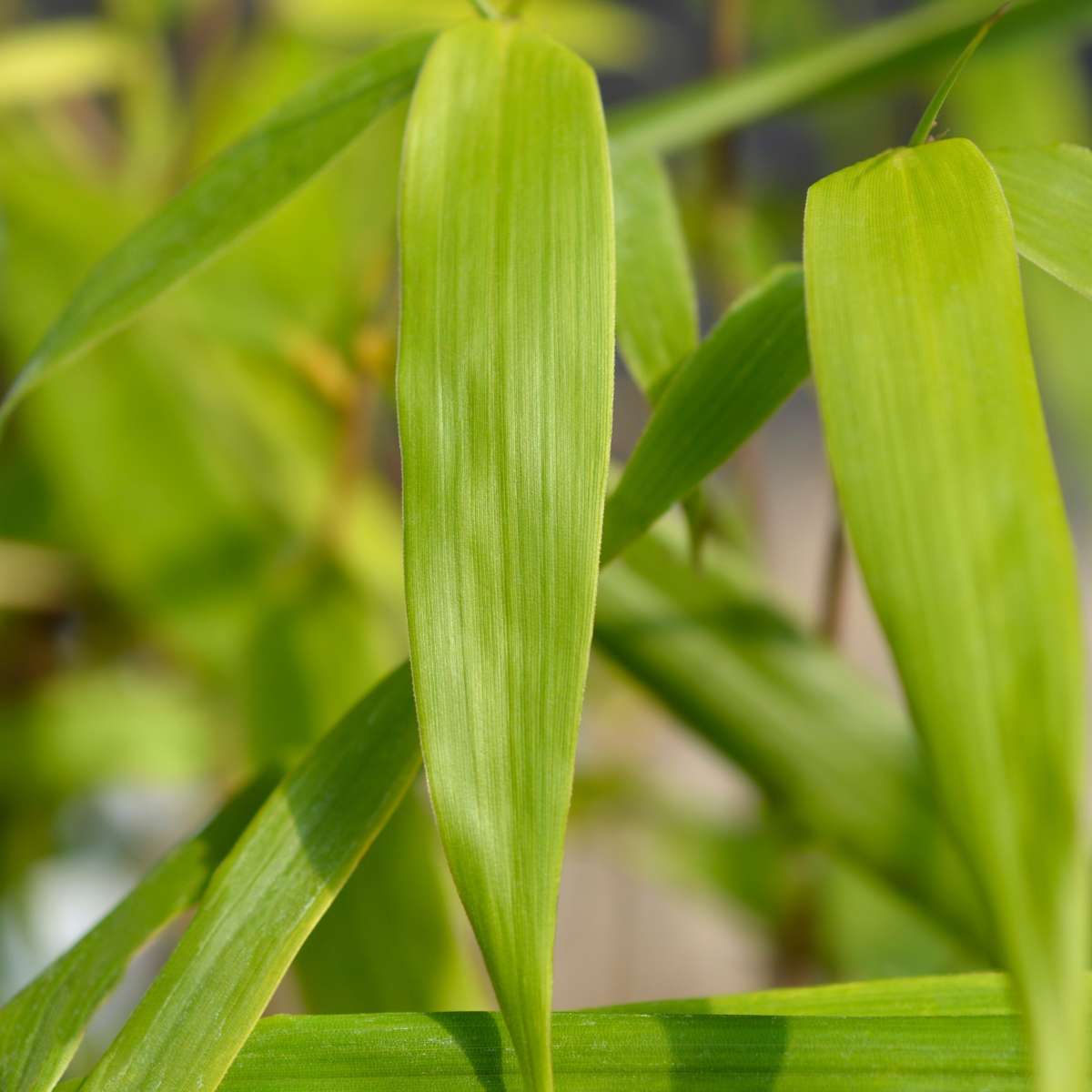 Umbrella Bamboo - 3 pcs. - Fargesia 'Asian Wonder' - Height 25-40cm - ⌀13cm