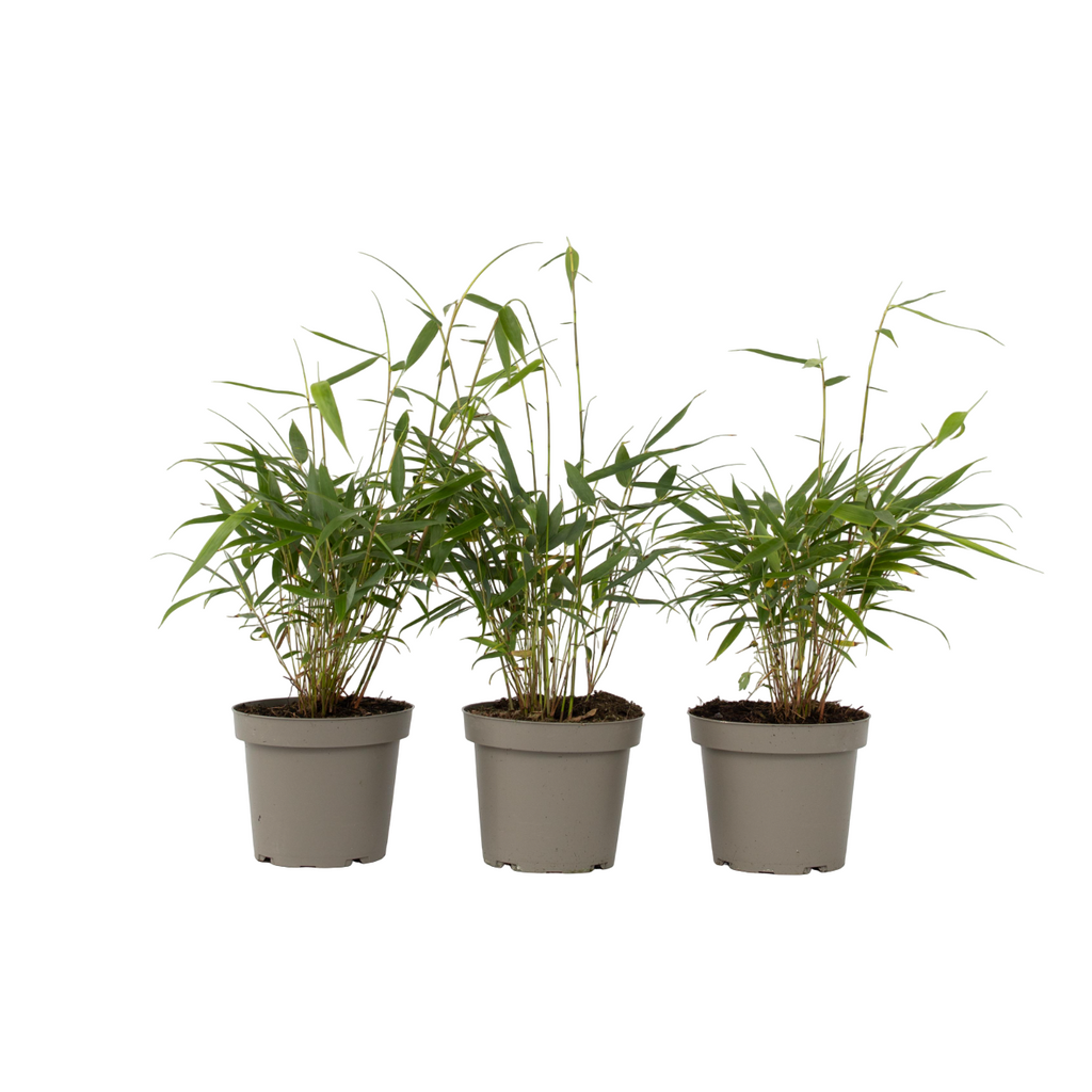 Umbrella Bamboo - 3 pcs. - Fargesia 'Asian Wonder' - Height 25-40cm - ⌀13cm