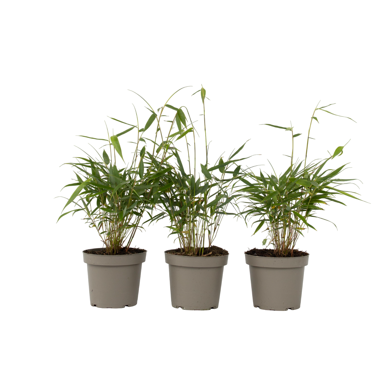 Umbrella Bamboo - 3 pcs. - Fargesia 'Asian Wonder' - Height 25-40cm - ⌀13cm