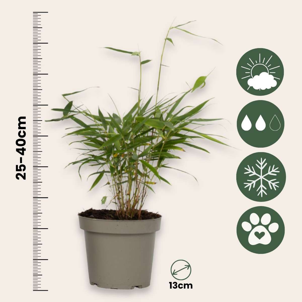 Umbrella Bamboo - 3 pcs. - Fargesia 'Asian Wonder' - Height 25-40cm - ⌀13cm