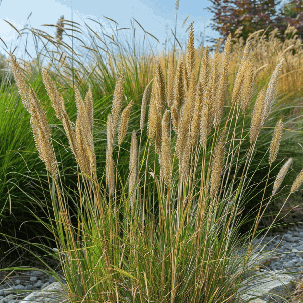 Feather Reed Grass - 2 pcs. - Calamagrostis 'Overdam' - Height 20-30cm - ⌀23cm