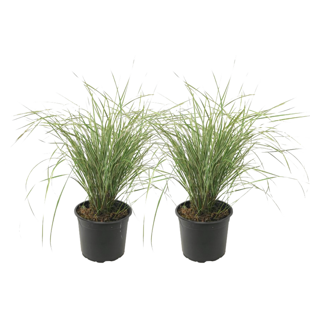 Feather Reed Grass - 2 pcs. - Calamagrostis 'Overdam' - Height 20-30cm - ⌀23cm