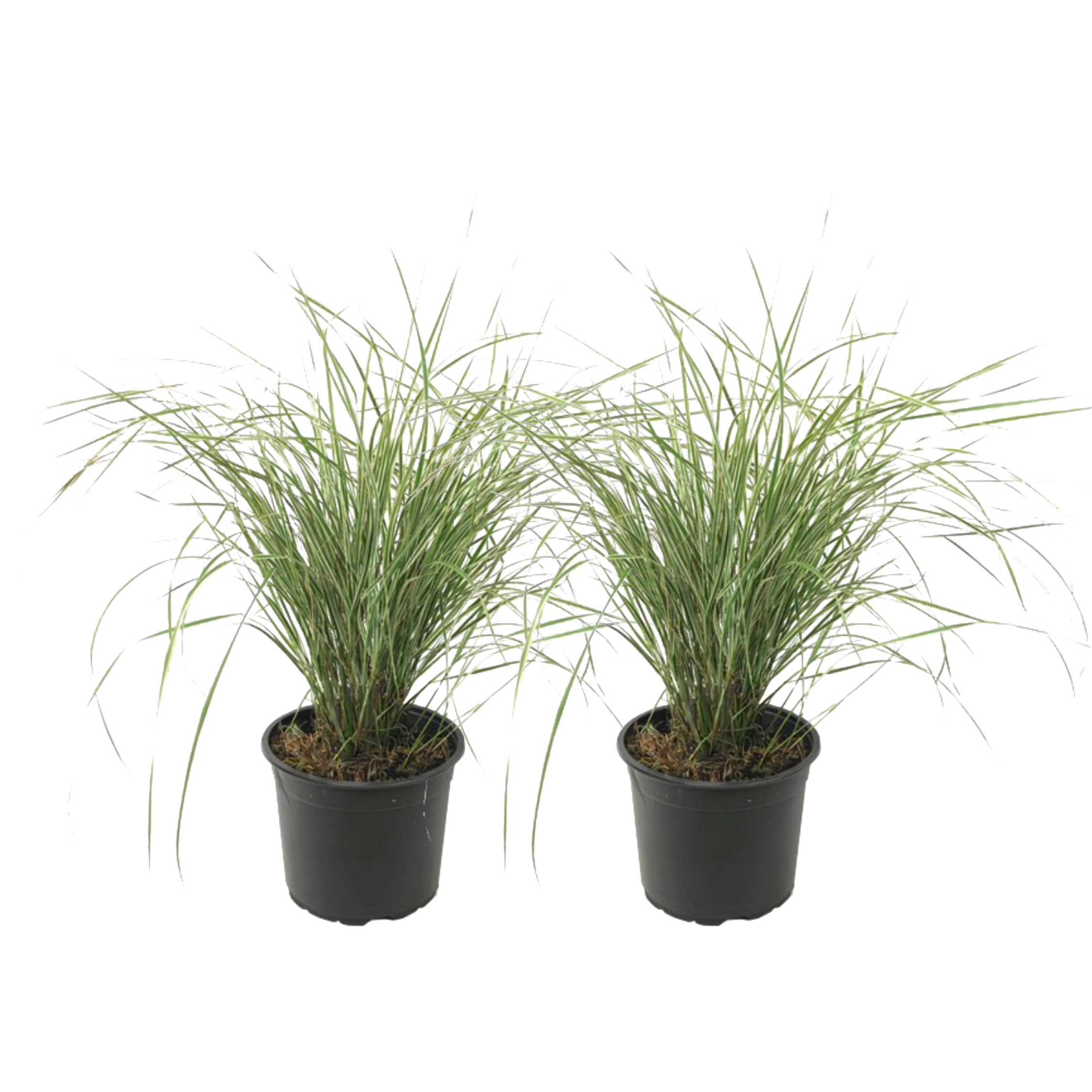Feather Reed Grass - 2 pcs. - Calamagrostis 'Overdam' - Height 20-30cm - ⌀23cm