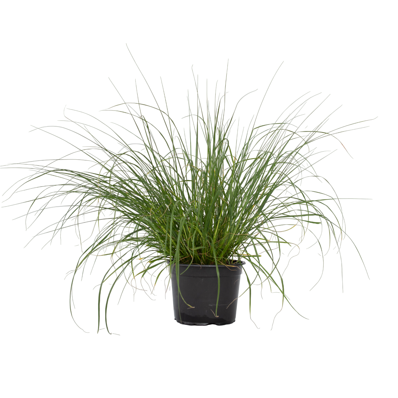 Fountain Grass - Pennisetum alopecuroides 'Hameln' - Height 20-30cm - ⌀23cm