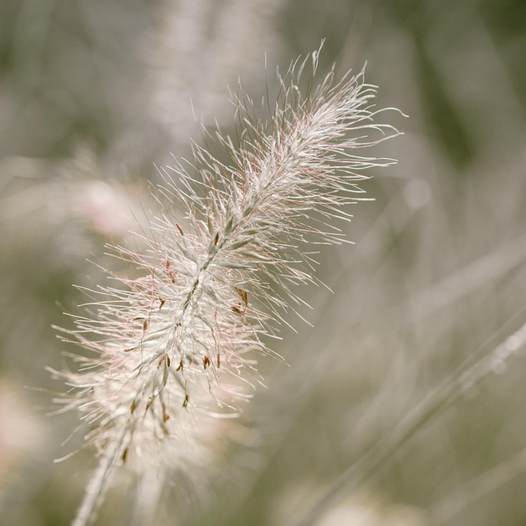 Fountain Grass - 2 pcs. - Pennisetum alopecuroides 'Hameln' - H20-30cm - ⌀23cm