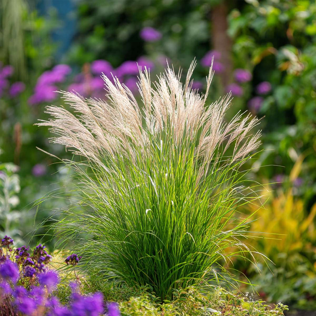 Chinese silver grass - 2 pcs. - Miscanthus 'Gracillimus' - H40-60cm - ⌀23cm