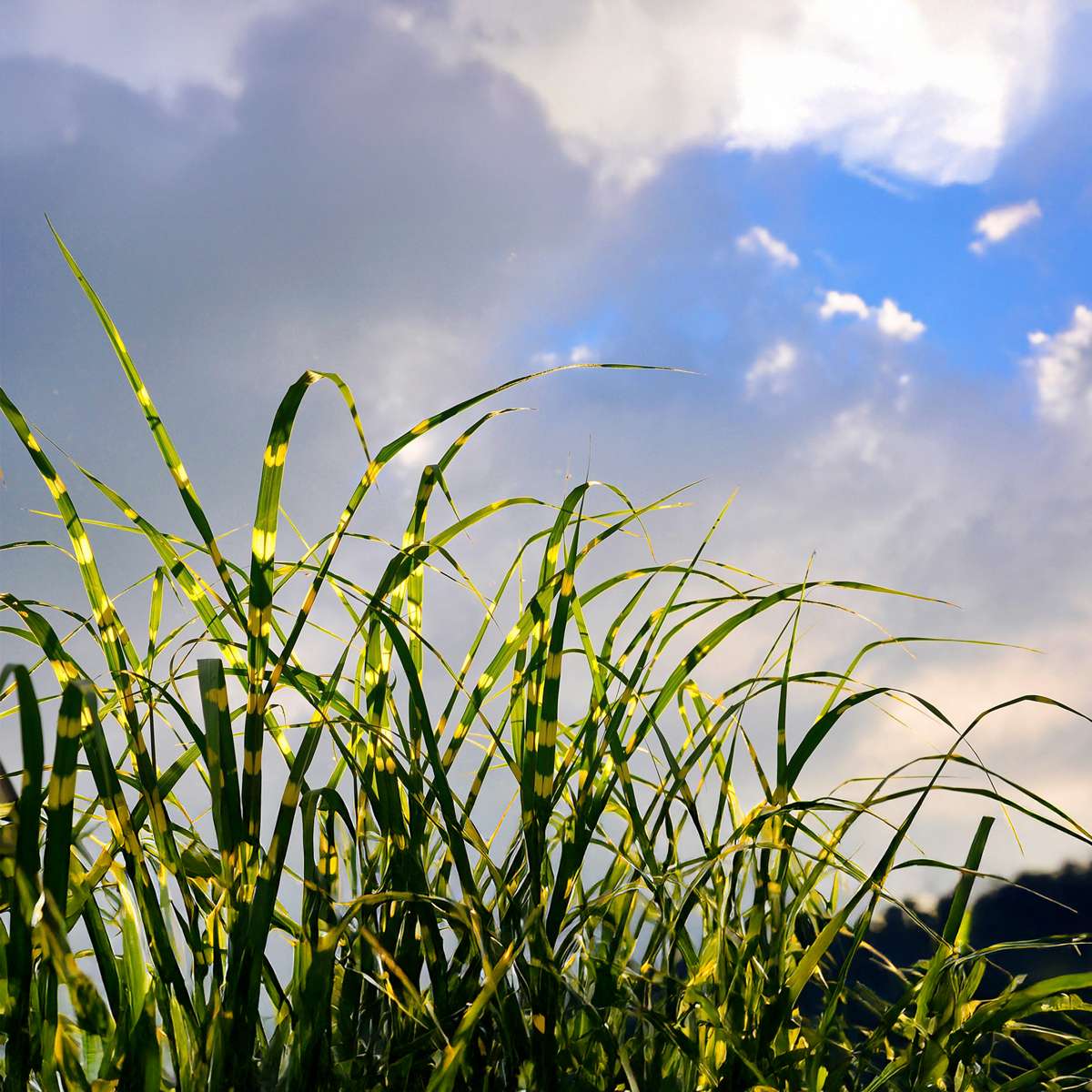 Chinese silver grass - Miscanthus sinensis 'Zebrinus' - Height 20-30cm - ⌀23cm