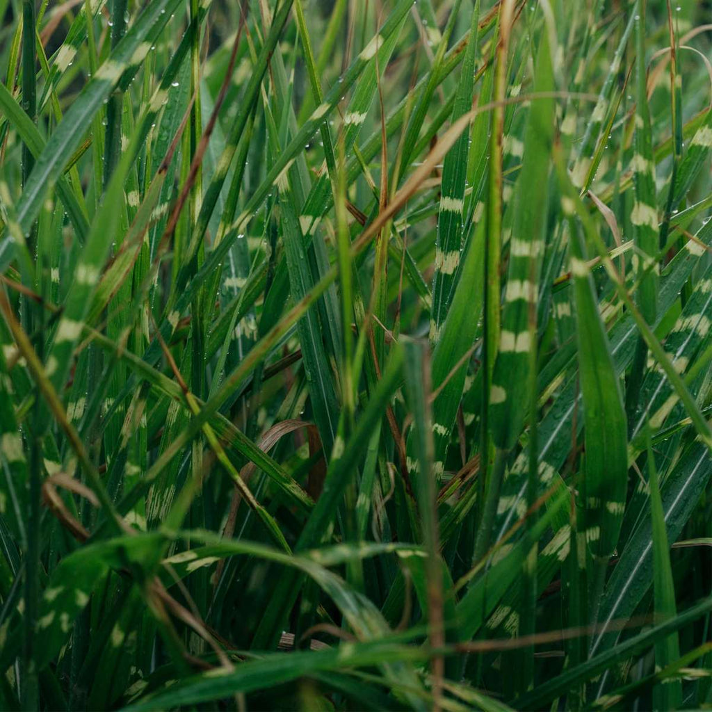 Chinese silver grass - Miscanthus sinensis 'Zebrinus' - Height 20-30cm - ⌀23cm