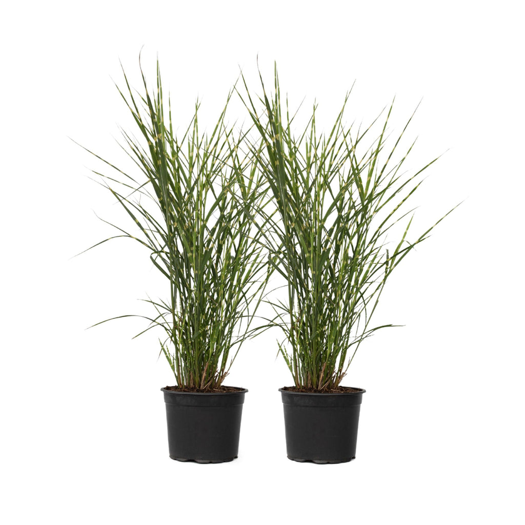 Chinese silver grass - 2 pcs. - Miscanthus 'Zebrinus' - Height 20-30cm - ⌀23cm