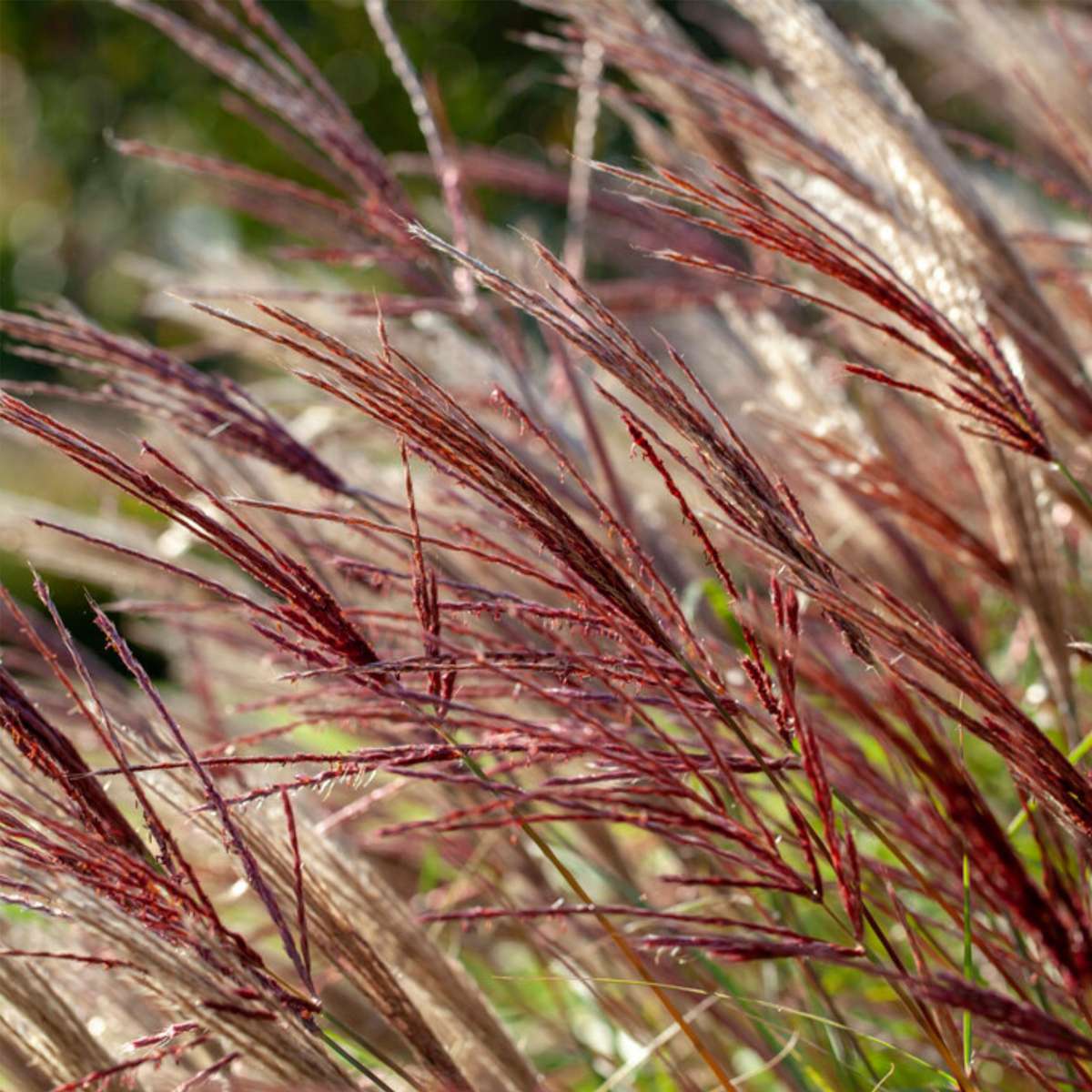 Chinese silver grass - 2 pcs. - Miscanthus 'Red Chief' - Height 40-60cm - ⌀23cm