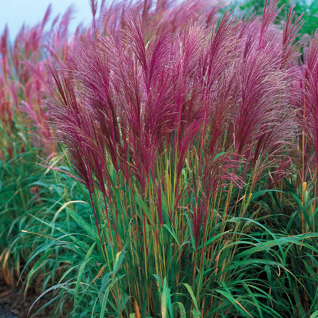 Chinese silver grass - 2 pcs. - Miscanthus 'Red Chief' - Height 40-60cm - ⌀23cm