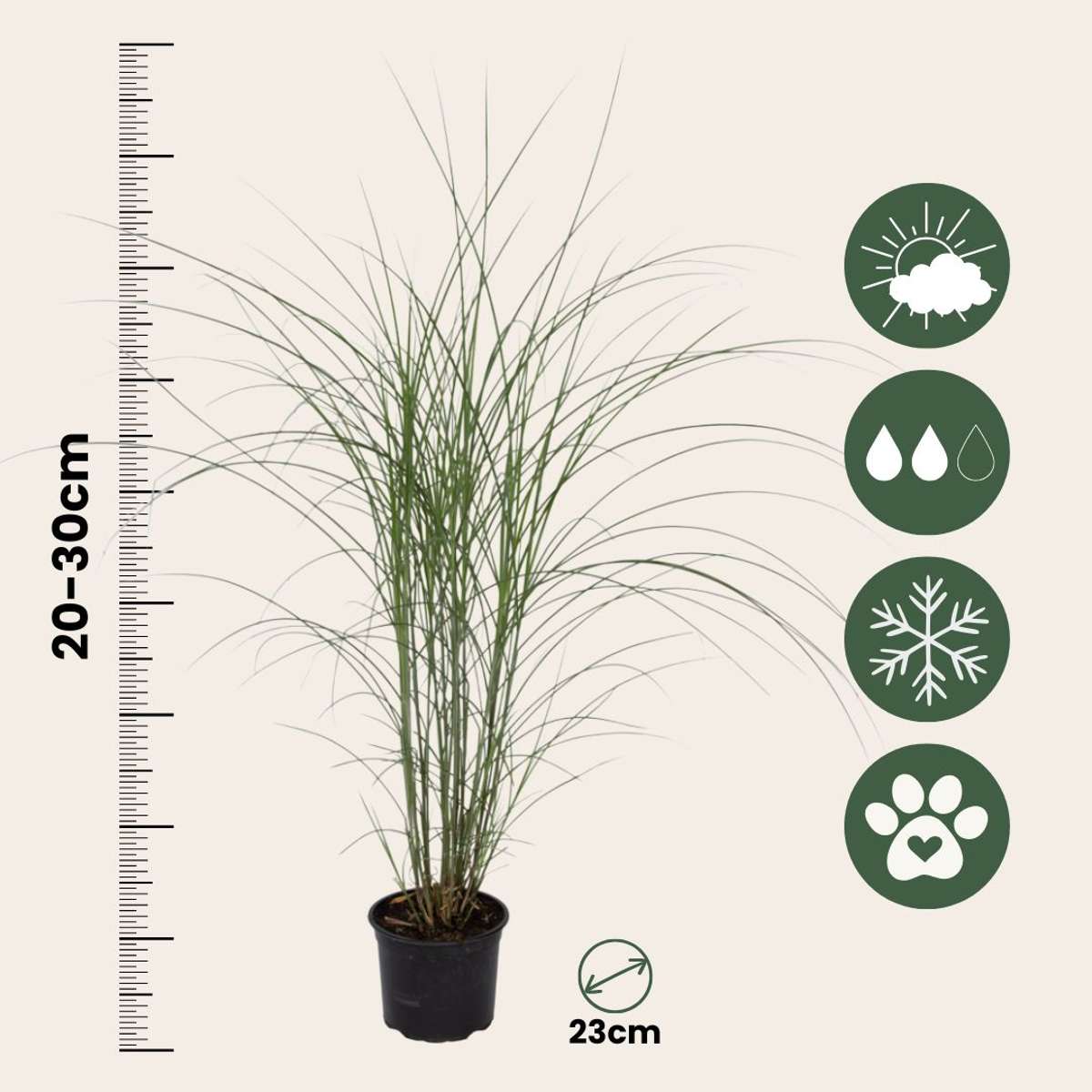 Chinese silver grass - Miscanthus 'Kleine Silberspinne - Height 20-30cm - ⌀23cm