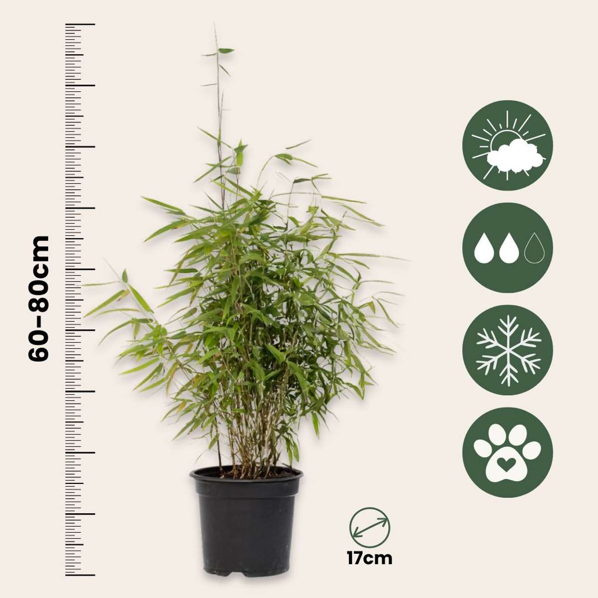 Chinese fountain bamboo - 2 pcs. - Fargesia 'Red Dragon' - H60-80cm - ⌀17cm
