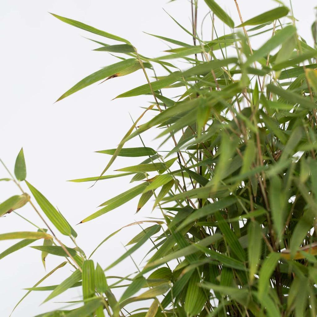 Chinese fountain bamboo - 4 pcs. - Fargesia 'Red Dragon' - H60-80cm - ⌀17cm