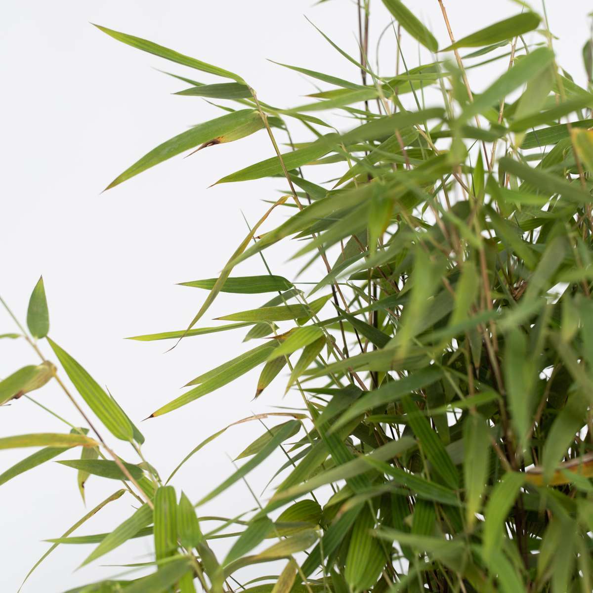 Chinese fountain bamboo - 4 pcs. - Fargesia 'Red Dragon' - H60-80cm - ⌀17cm