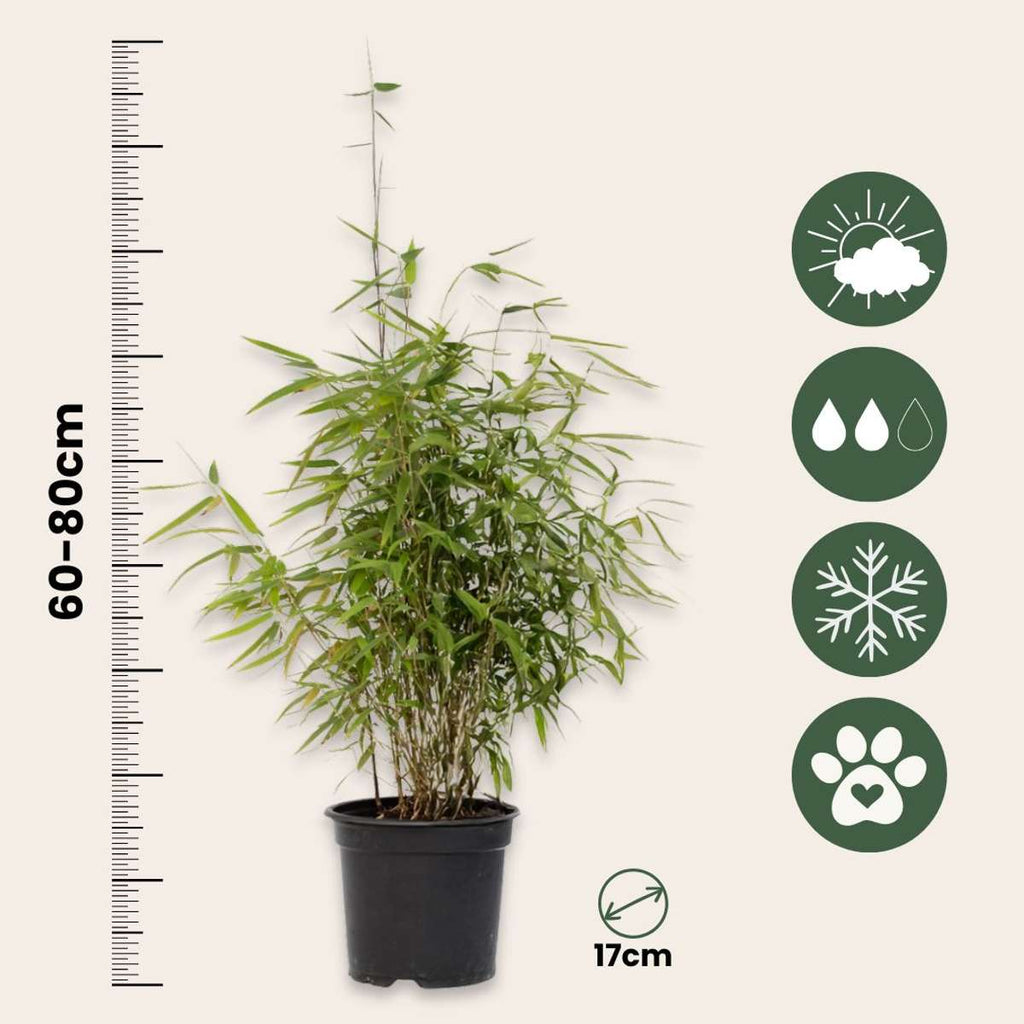 Chinese fountain bamboo - 4 pcs. - Fargesia 'Red Dragon' - H60-80cm - ⌀17cm