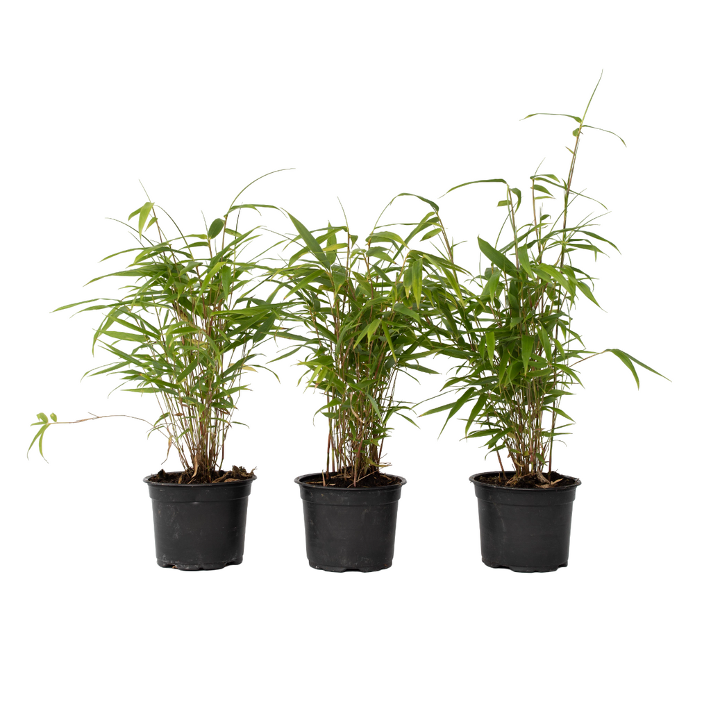 Blue Dragon Bamboo - 6 pcs. - Fargesia papyrifera 'Grex' - H30-40cm - ⌀13cm
