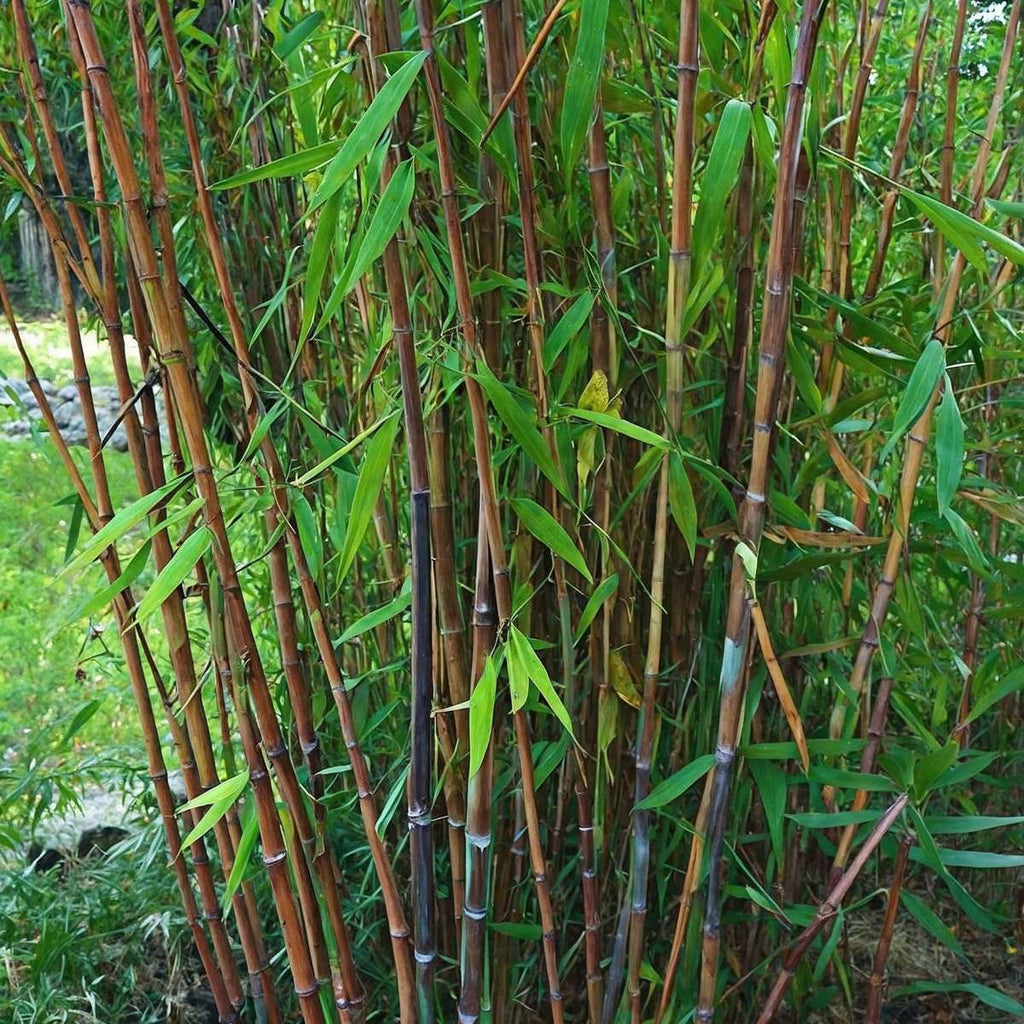Chinese fountain bamboo - Fargesia nitida 'Gansu' - Height 50-70cm - ⌀17cm