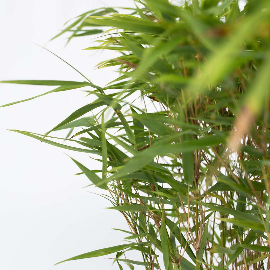 Chinese fountain bamboo - 4 pcs. - Fargesia nitida 'Gansu' - H50-70cm - ⌀17cm