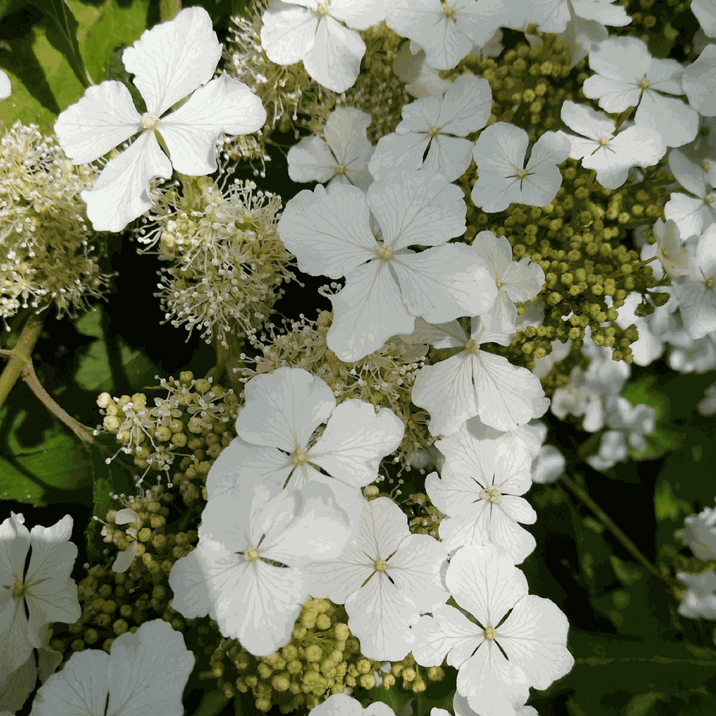 Hortensia - 2 pcs. - Hydrangea 'Ice Crystal' - Height 25-40cm - ⌀19cm