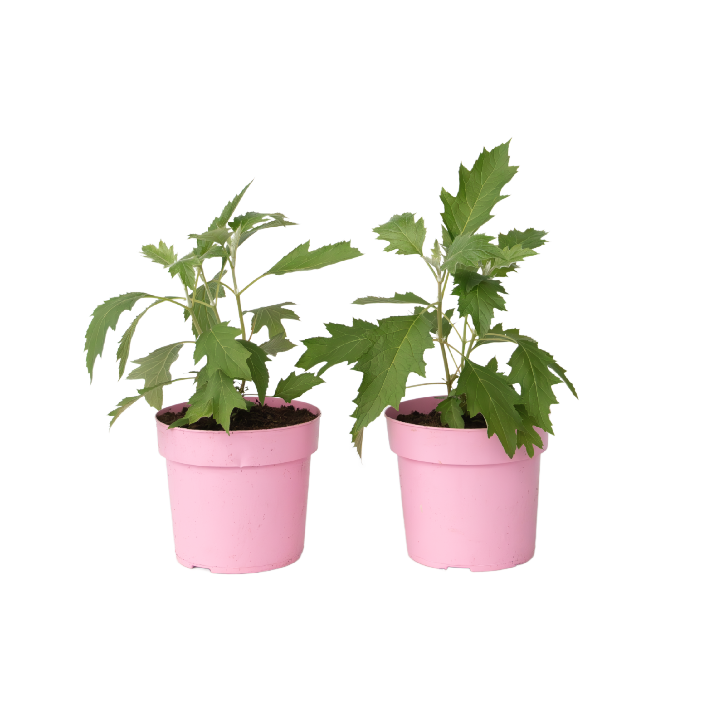 Hortensia - 2 pcs. - Hydrangea 'Ice Crystal' - Height 25-40cm - ⌀19cm