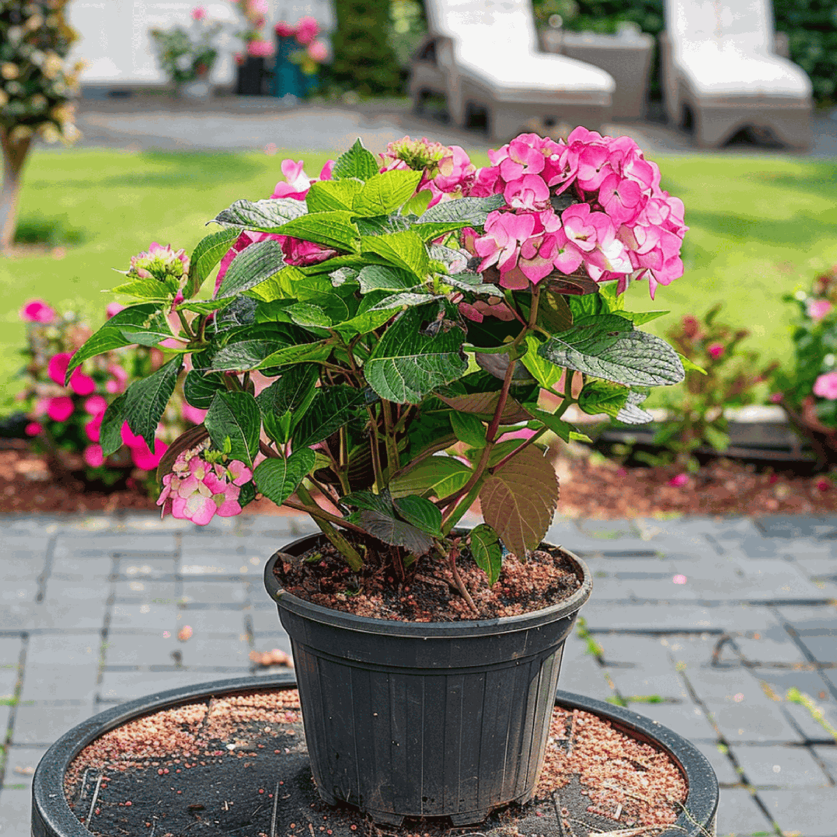 Hortensia - 2 pcs. - Hydrangea 'Dare Devil' - Height 25-40cm - ⌀19cm