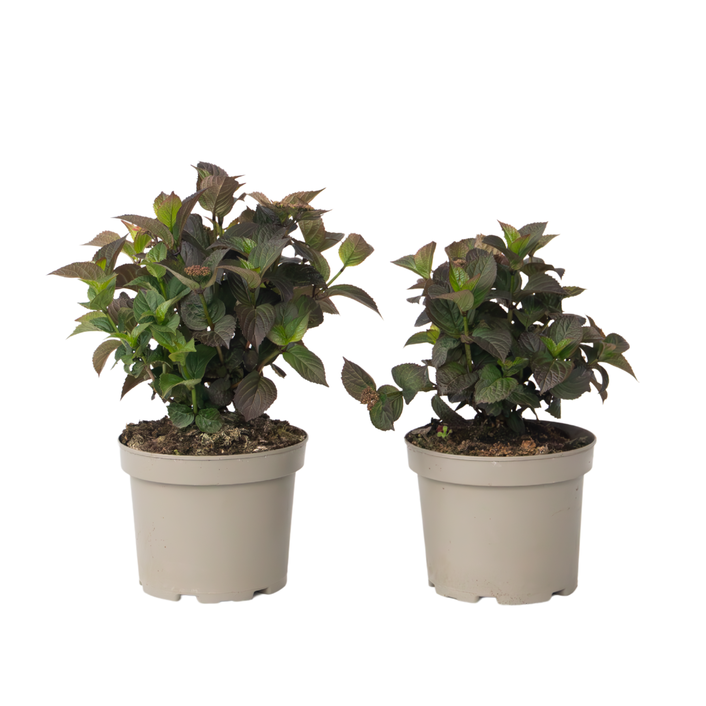 Hortensia - 2 pcs. - Hydrangea 'Dare Devil' - Height 25-40cm - ⌀19cm