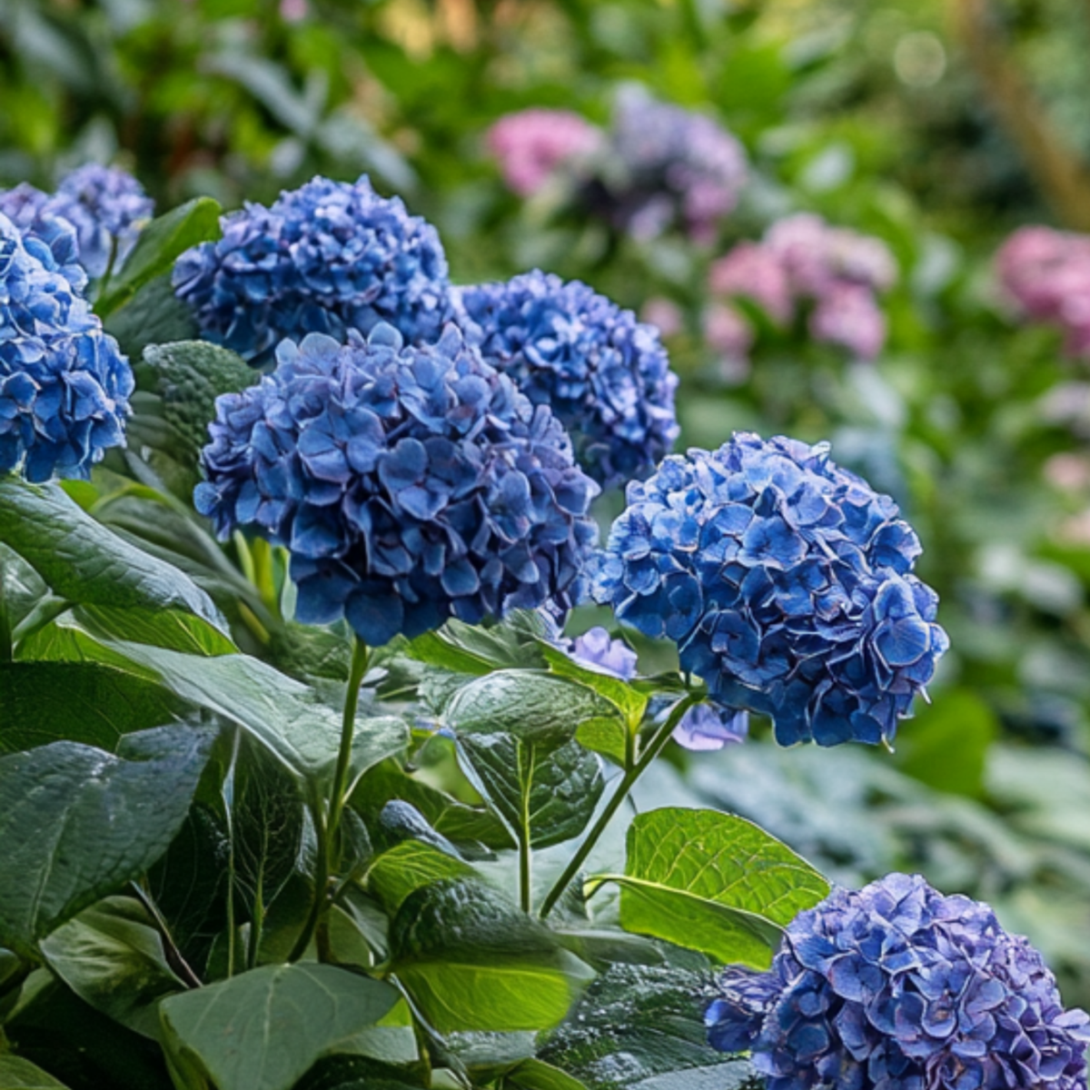 Hortensia - 2 pcs. - Hydrangea serrata 'Summerglow' - Height 25-40cm - ⌀19cm