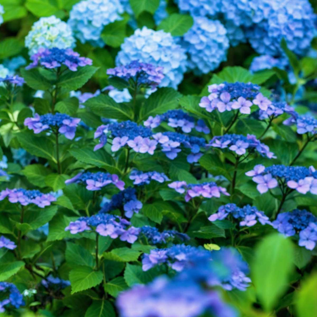 Hortensia - 4 pcs. - Hydrangea serrata 'Summerglow' - Height 25-40cm - ⌀19cm