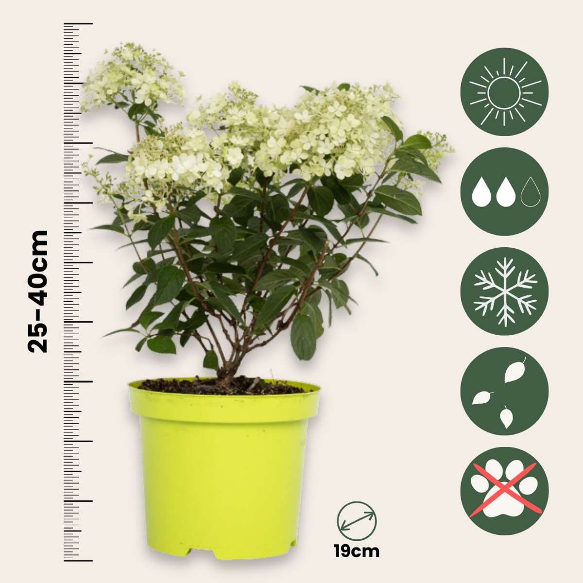 Hortensia - 2 pcs. - Hydrangea paniculata 'Bobo' - Height 25-40cm - ⌀19cm