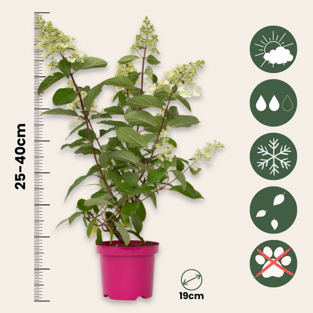 Hortensia - Hydrangea paniculata 'Pinky Winky' - Height 25-40cm - ⌀19cm