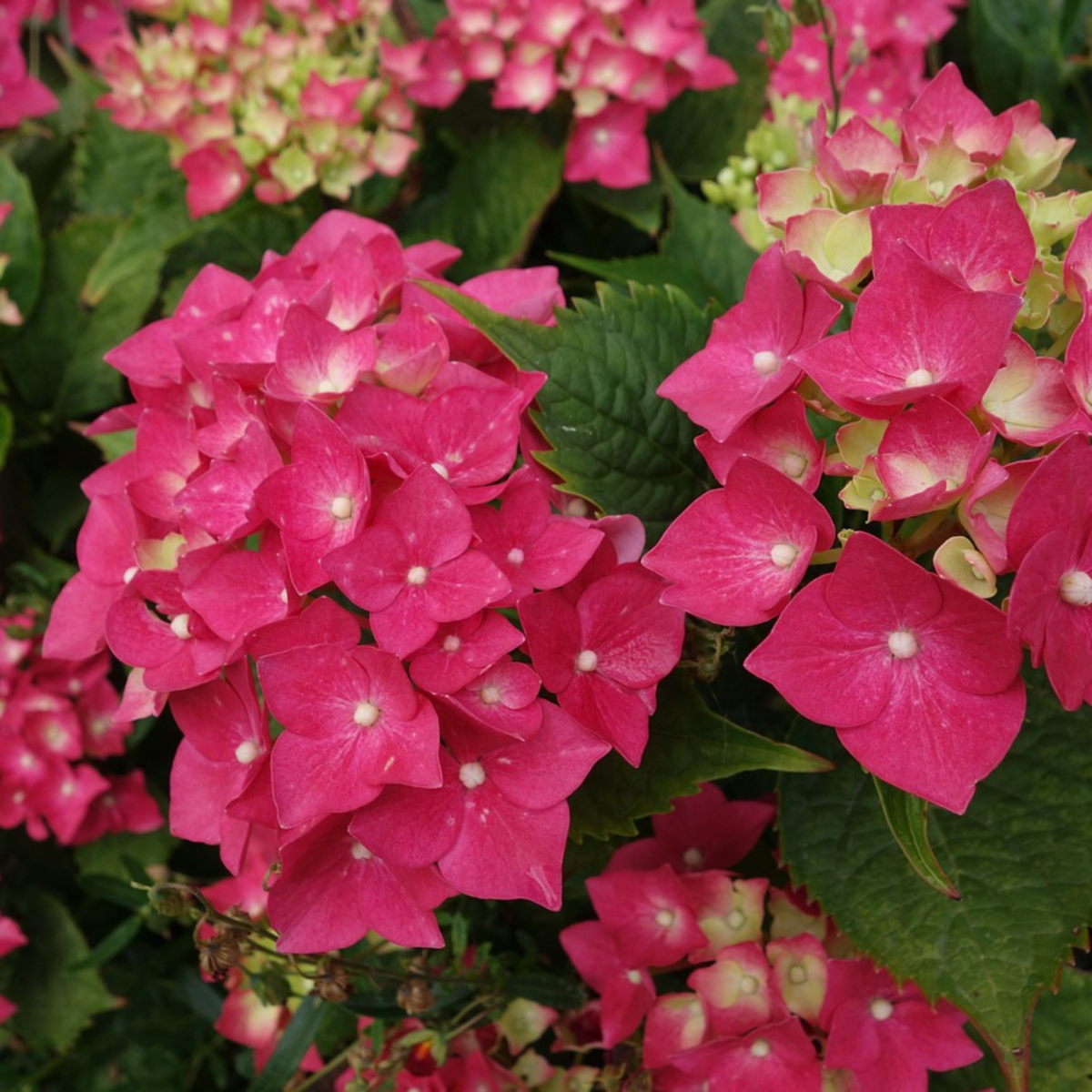 Hortensia - 2 pcs. - Hydrangea paniculata 'Wim's Red' - Height 25-40cm - ⌀19cm