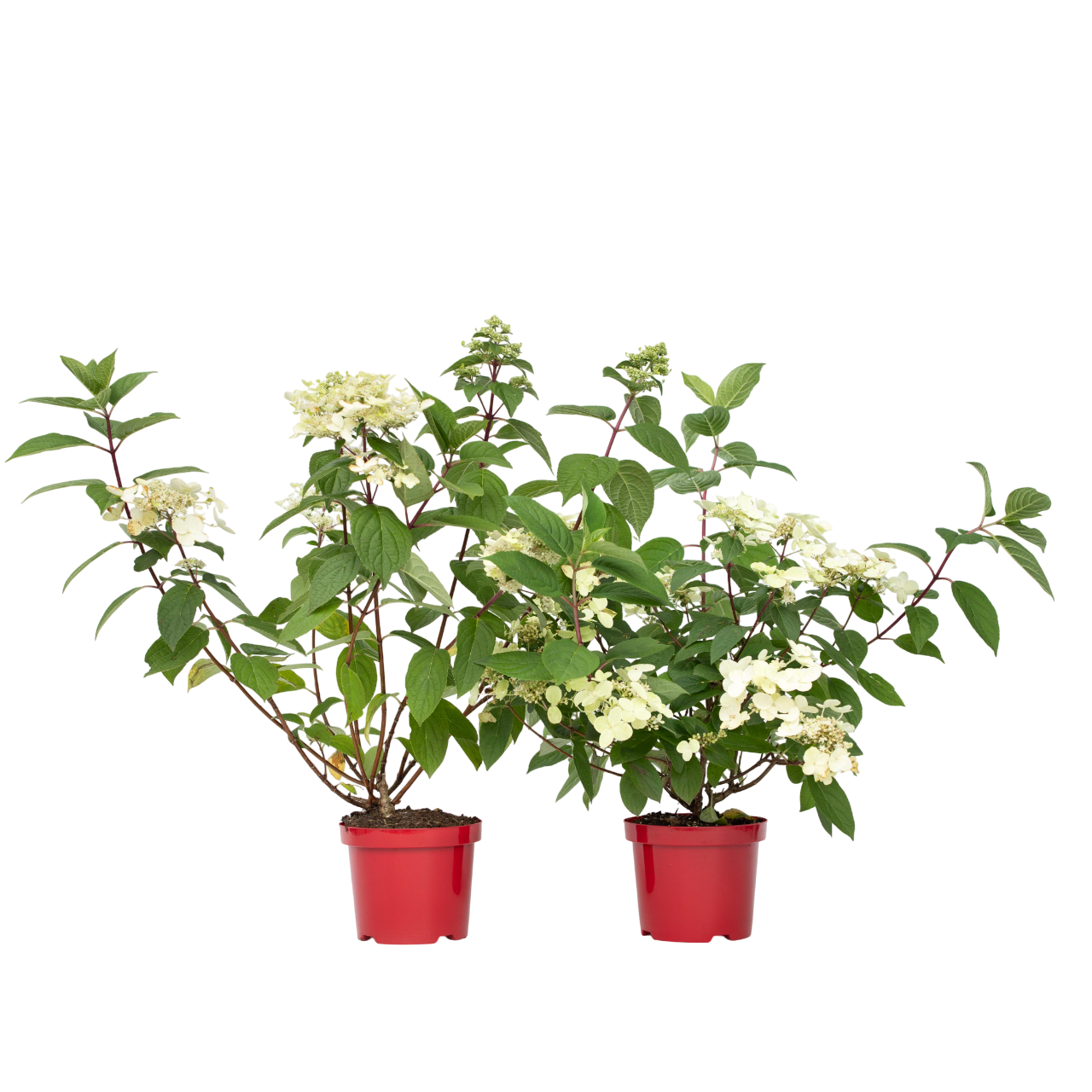 Hortensia - 2 pcs. - Hydrangea paniculata 'Wim's Red' - Height 25-40cm - ⌀19cm