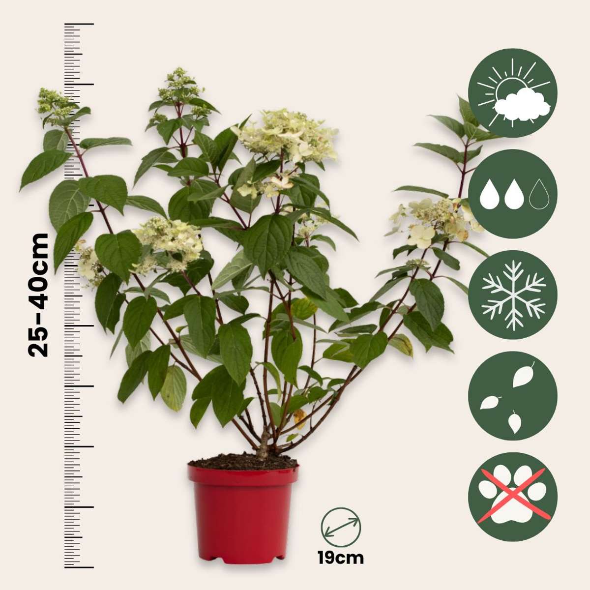 Hortensia - 2 pcs. - Hydrangea paniculata 'Wim's Red' - Height 25-40cm - ⌀19cm