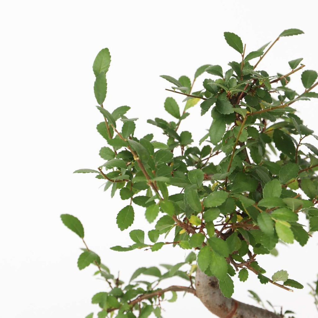 Bonsai tree - Zelkova serrata - Height 20-30cm - ⌀20cm