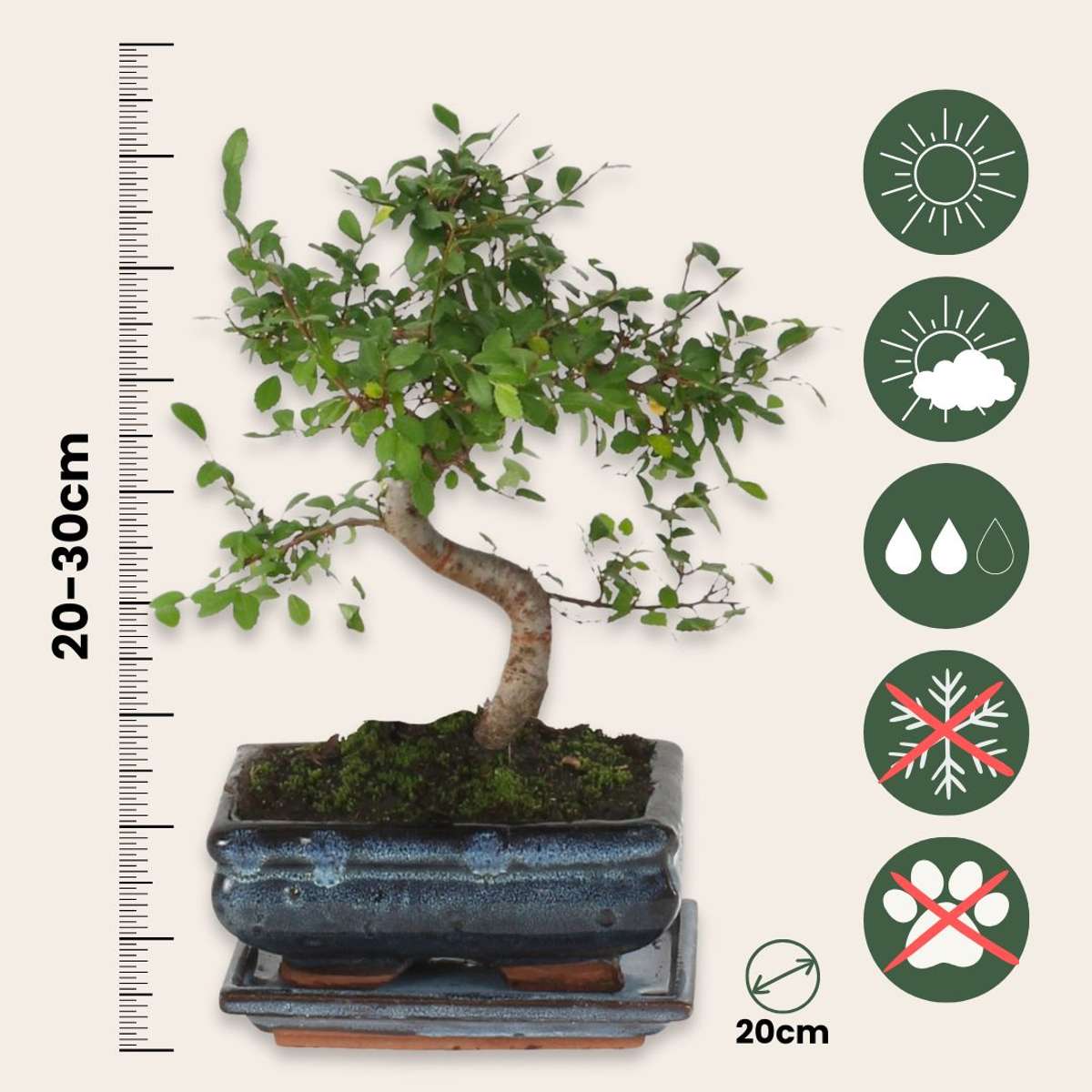 Bonsai tree - Zelkova serrata - Height 20-30cm - ⌀20cm