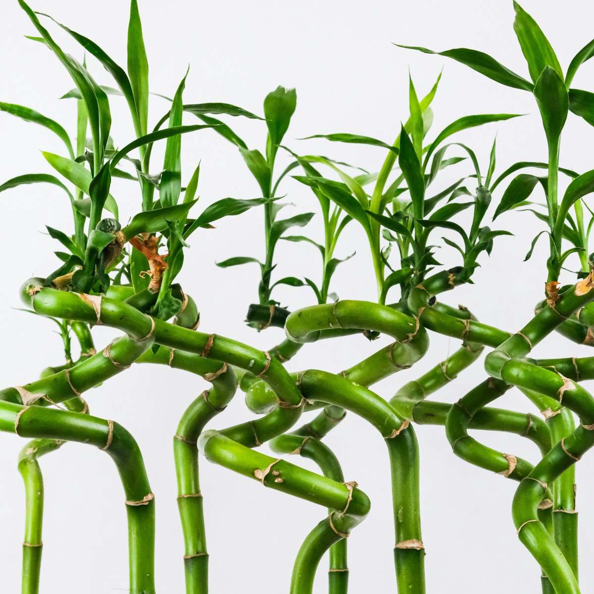 Lucky Bamboo - 6 pcs. - Dracaena sanderiana - Height 40-50cm - ⌀2cm