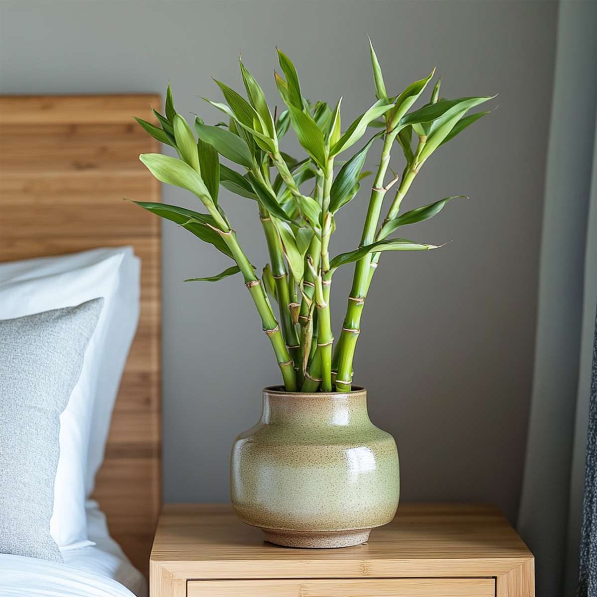 Lucky Bamboo - 6 pcs. - Dracaena sanderiana - Height 40-50cm - ⌀2cm