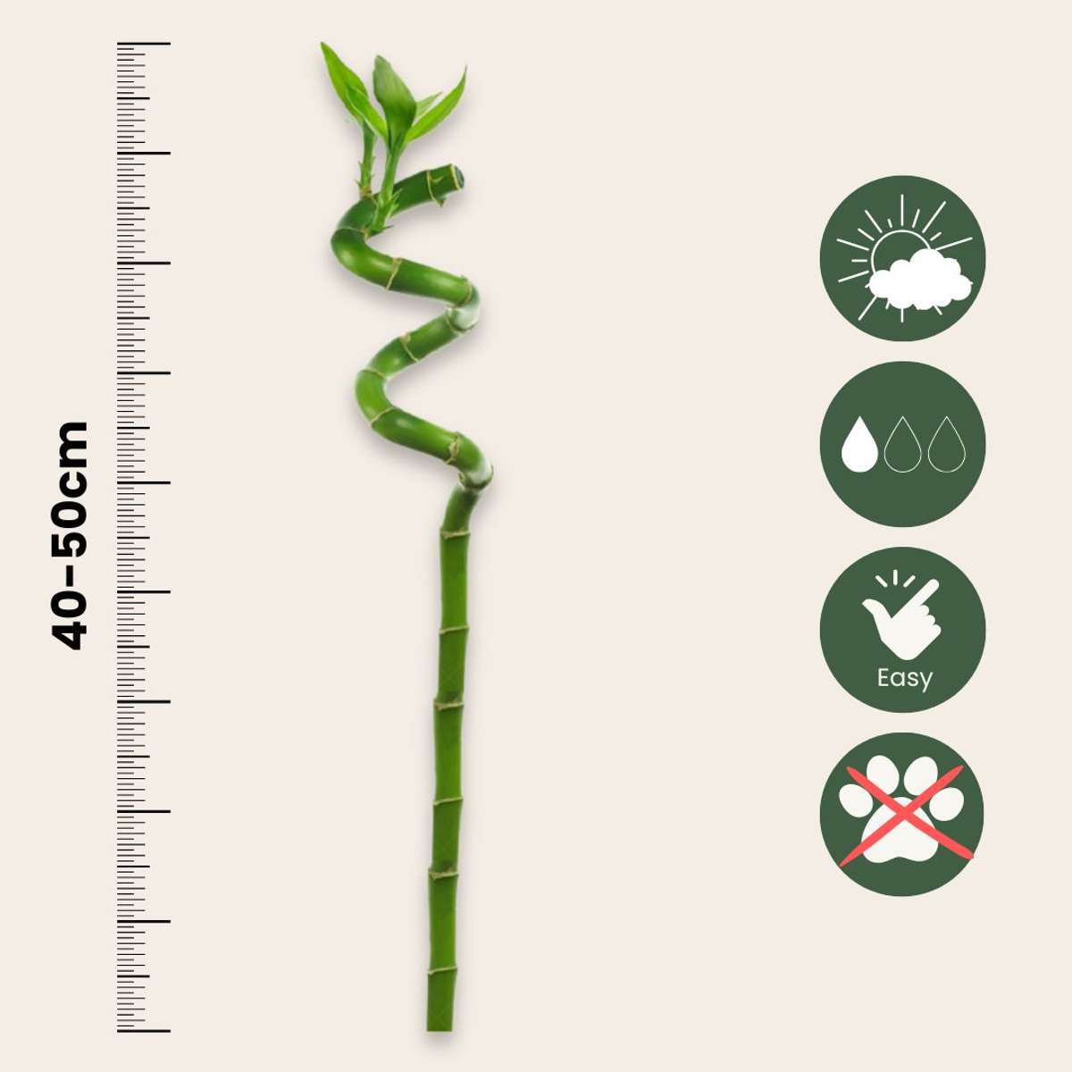 Lucky Bamboo - 6 pcs. - Dracaena sanderiana - Height 40-50cm - ⌀2cm