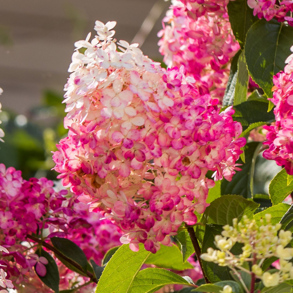 Hortensia - 6 pcs. - Hydrangea paniculata - Height 25-35cm - ⌀9cm