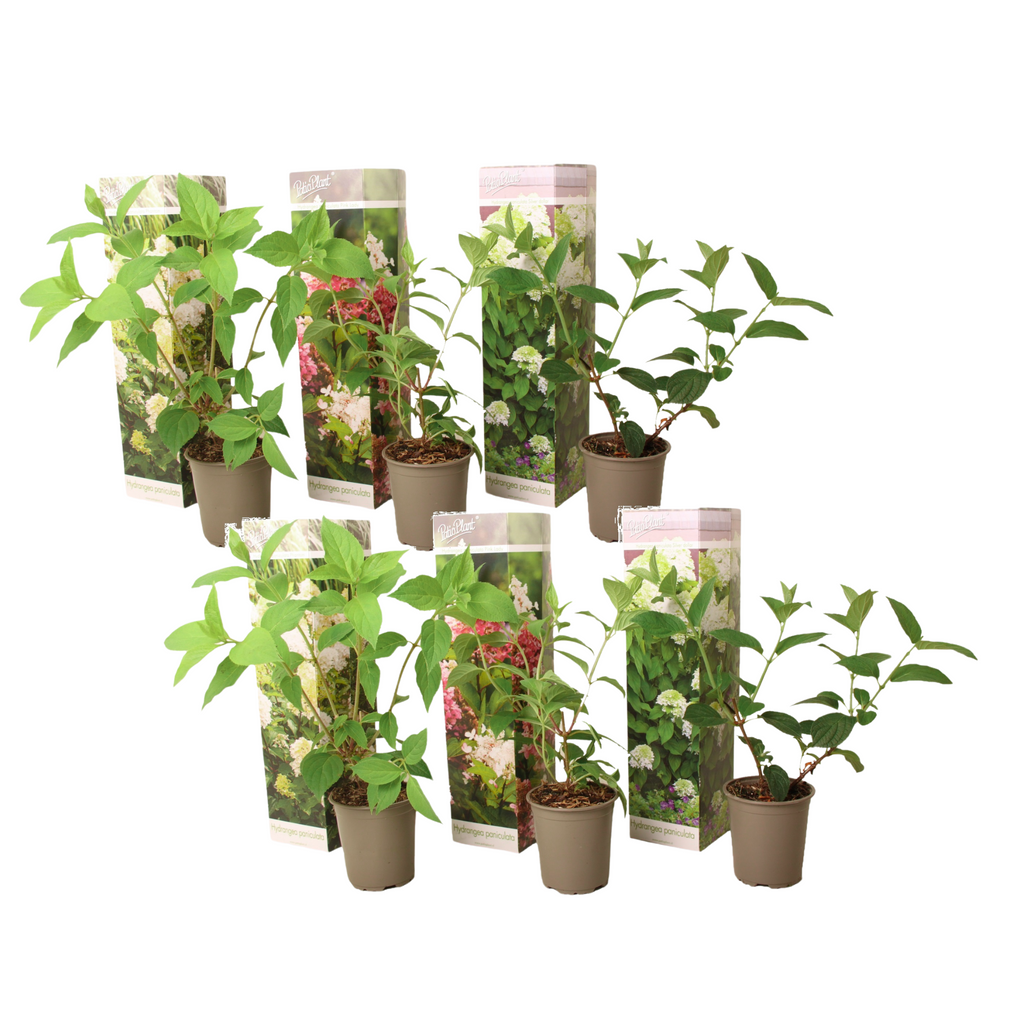 Hortensia - 6 pcs. - Hydrangea paniculata - Height 25-35cm - ⌀9cm
