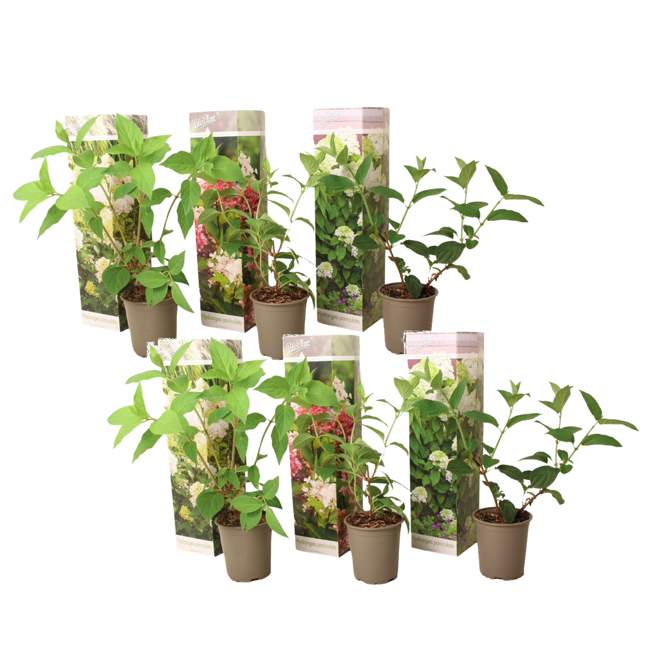 Hortensia - 6 pcs. - Hydrangea paniculata - Height 25-35cm - ⌀9cm