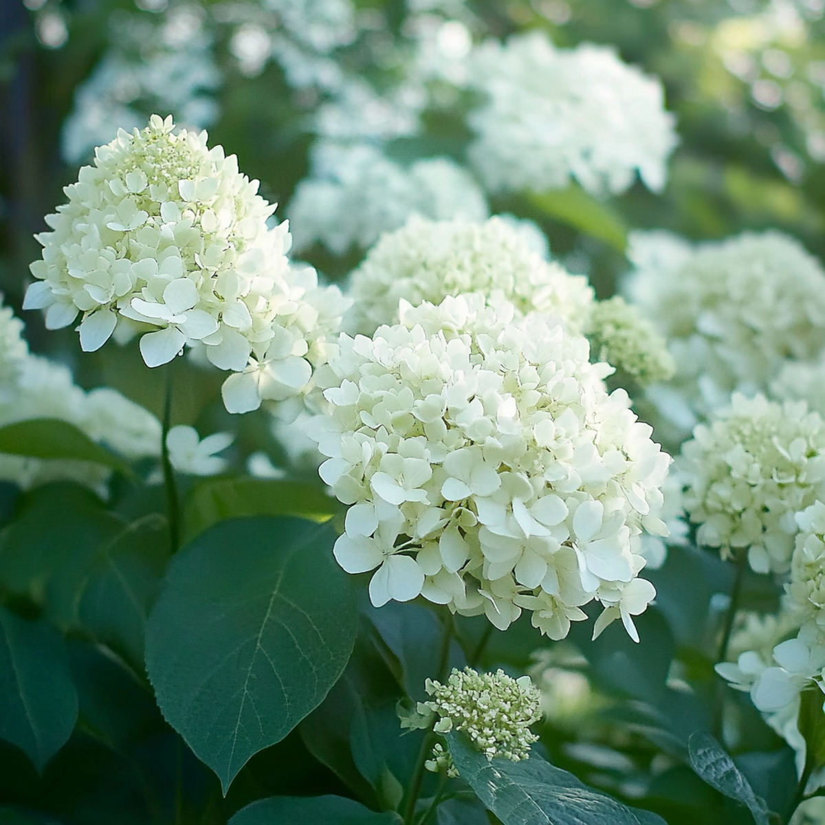 Hortensia - 3 pcs. - Hydrangea paniculata 'Silver Dollar' - H25-40cm - ⌀9cm