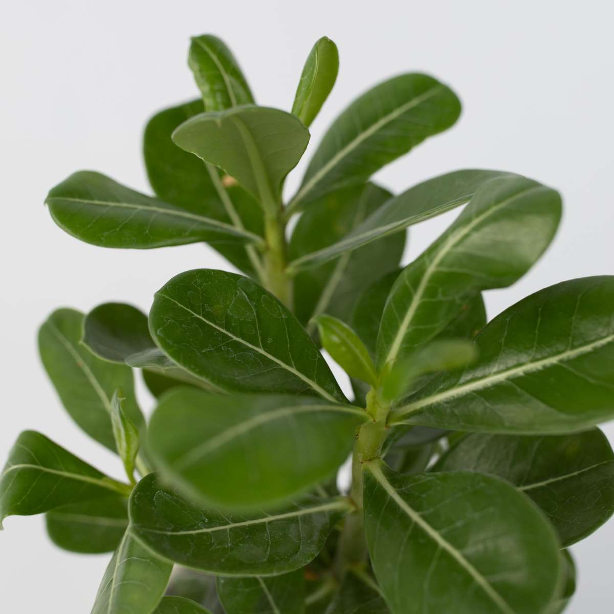 Desert rose - Adenium obesum - Height 25-40cm - ⌀10,5cm