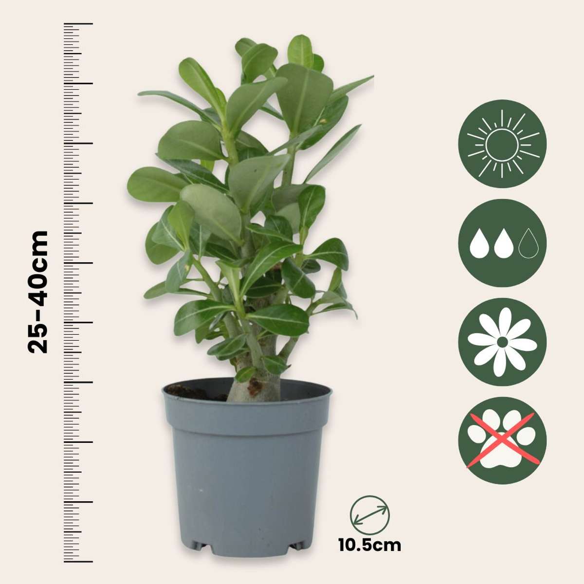 Desert rose - 4 pcs. - Adenium obesum - Height 25-40cm - ⌀10,5cm